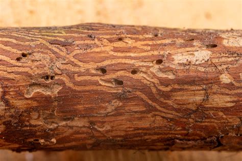 Emerald ash borer damage. Things To Know About Emerald ash borer damage. 